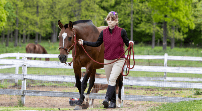 What are the stages of training a young horse from ground work to riding?