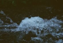 omega stream momentum analysis